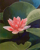 Water Lily Study