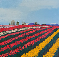 Tulip Fields