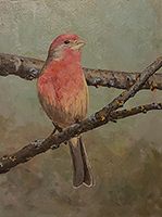 House Wren