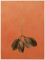Seed Pods