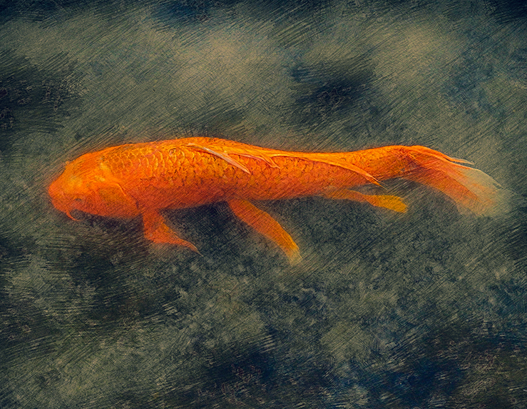Koi