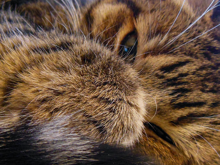 Peek-a-boo