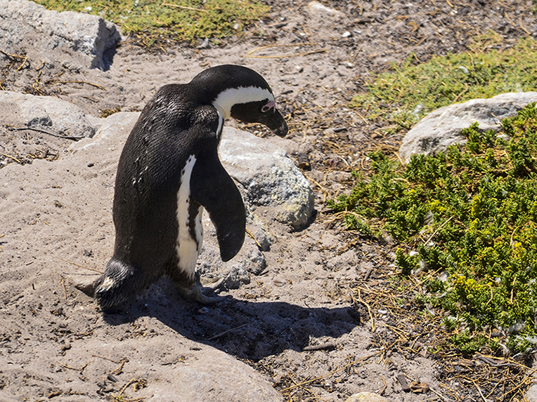 African Penguin
