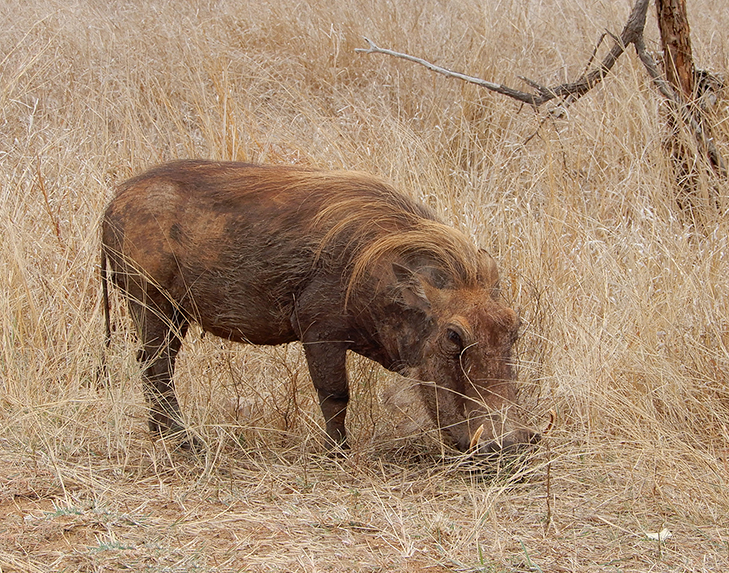 The Warthog