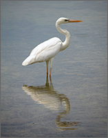 Egret