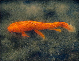 Koi