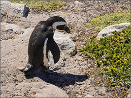 African Penguin