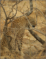 Leopard