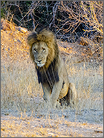 The King