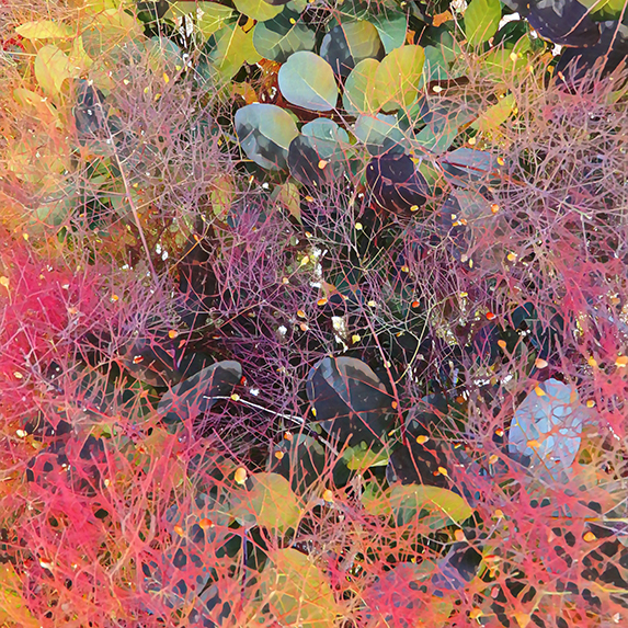 Smoke Bush