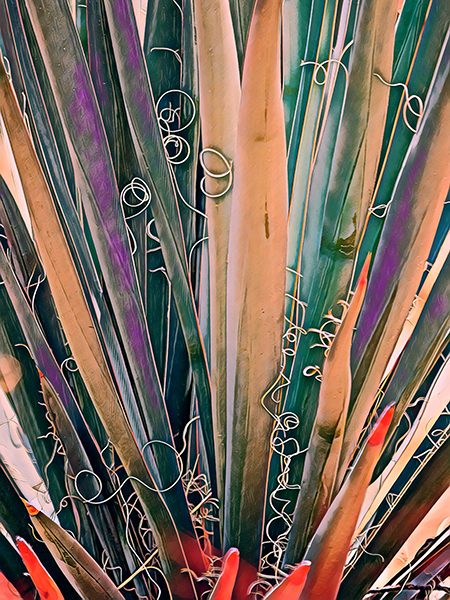 Agave #18