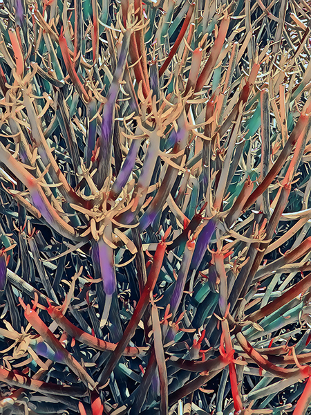 Pencil Cactus