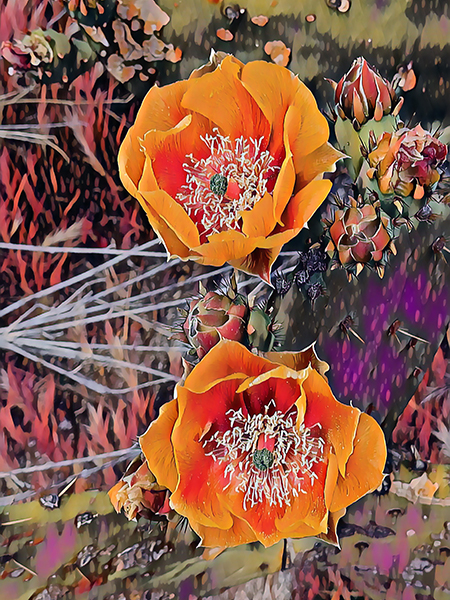 Prickly Pear #6