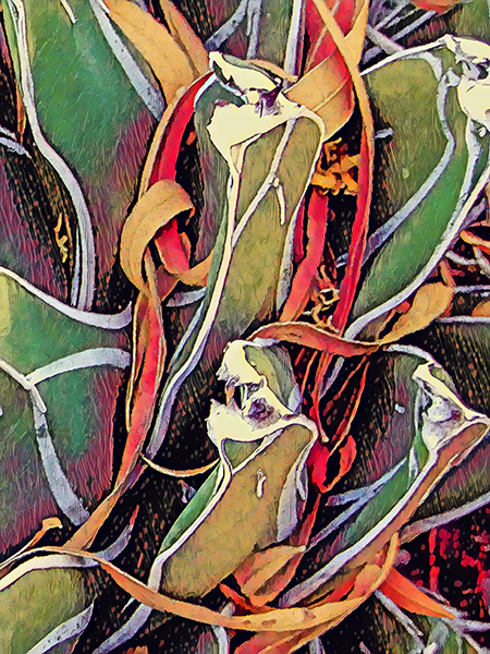 Queen Victoria Agave #1