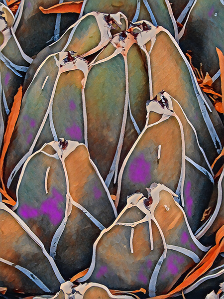 Queen Victoria Agave #2