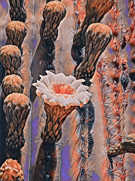 Saguaro #3