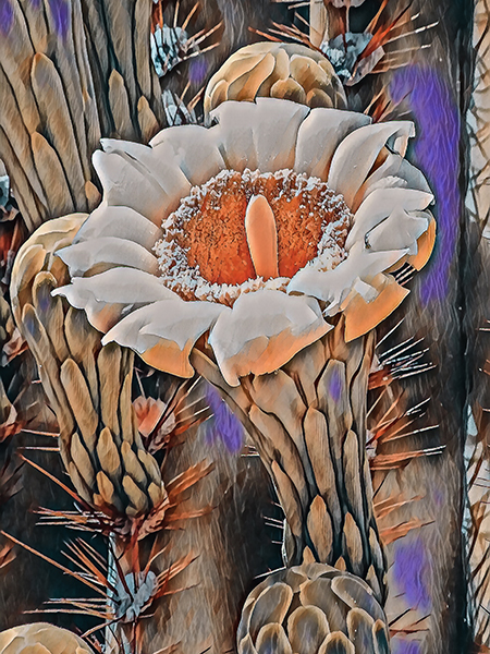 Saguaro #5