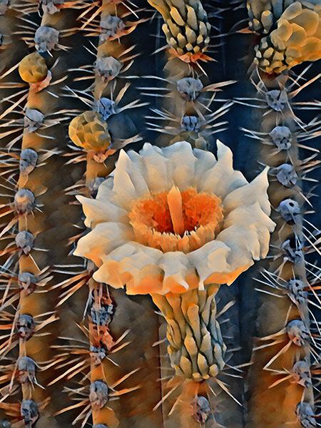 Saguaro #4