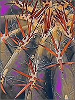 Barrel Cactus