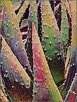 Aloe #3