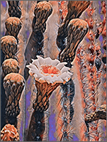 Saguaro #3
