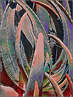 Aloe #2