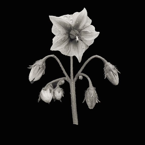 Potato Blossom, Auburn, WA