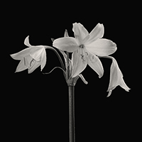 Moores-crinum, Kirstenbosch Garden, South Africa