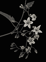 Bittersweet Nightshade, Auburn, WA