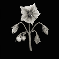 Potato Blossom, Auburn, WA