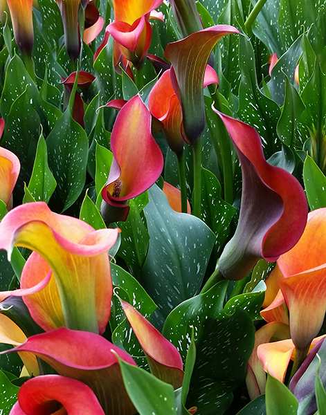 Calla Euphony