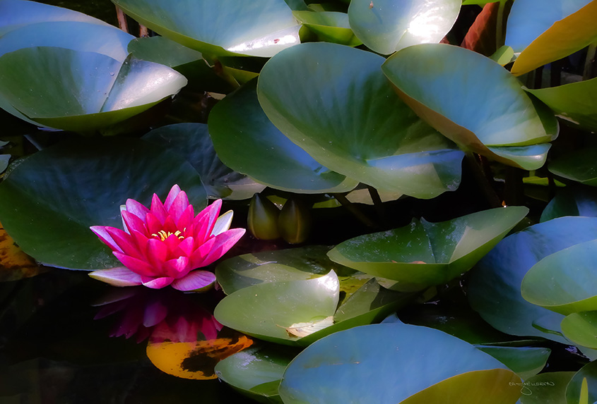 Waterlily #4