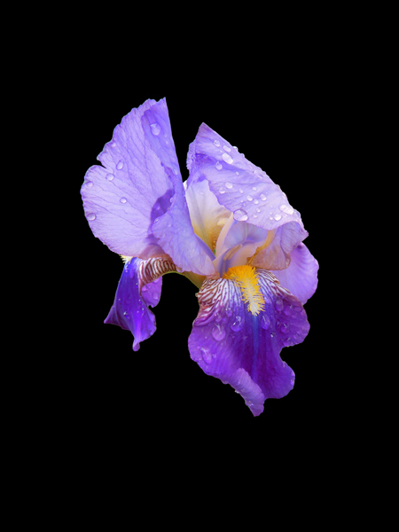 Iris #10