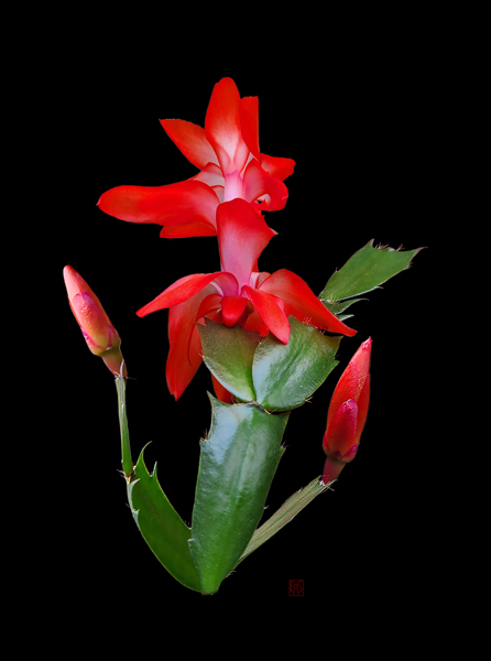 Schlumbergera #8