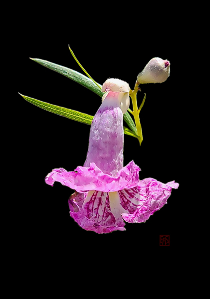 Desert Willow