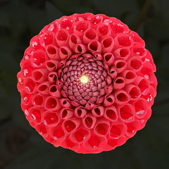 Red Dahlia #1