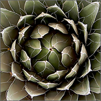 Agave