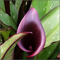 Purple Calla