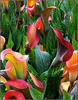 Calla Euphony