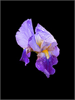 Iris #12