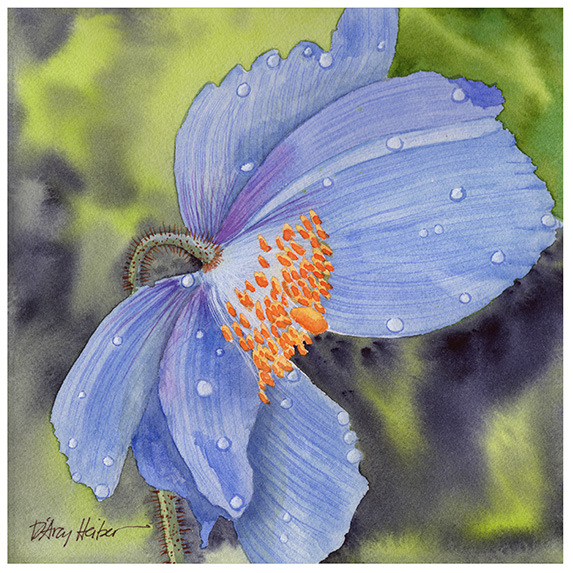 Rainy Day Poppy #35