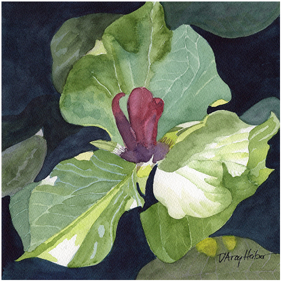 Black Trillium