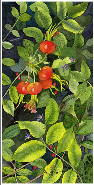 Rose Hips at Titlow Park