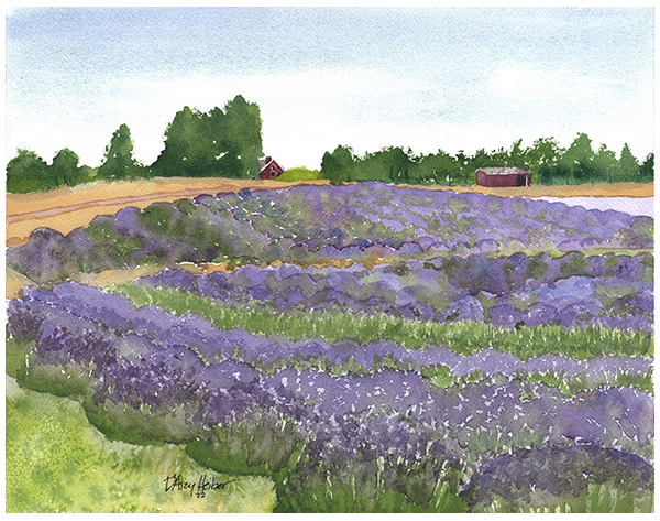Lavender Fields