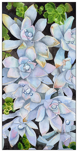 Blue Echevaria