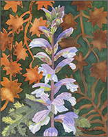 Acanthus