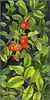 Rose Hips