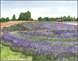 Lavender Fields