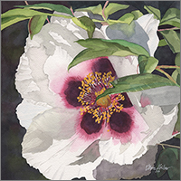 Peonia rockii