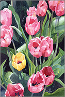 Tulip Time